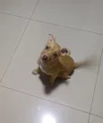 caramela