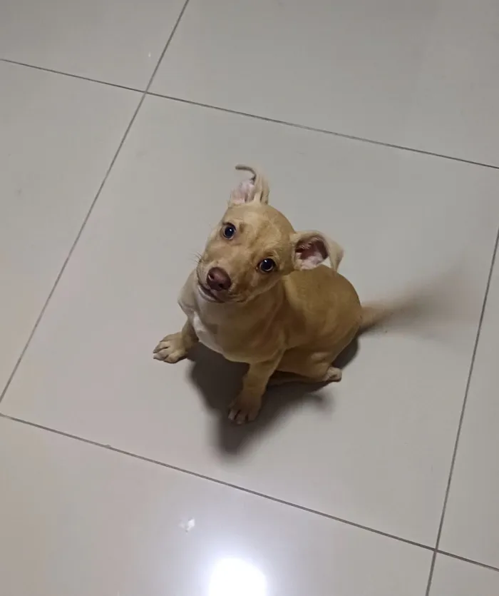 Cachorro raça SRD-ViraLata idade Abaixo de 2 meses nome caramela