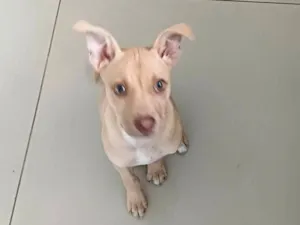 Cachorro raça SRD-ViraLata idade Abaixo de 2 meses nome caramela