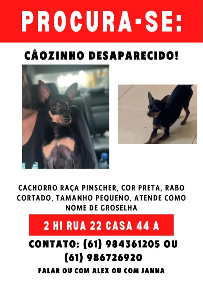Cachorro raça Pinscher idade 4 anos nome Groselha