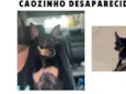 Groselha