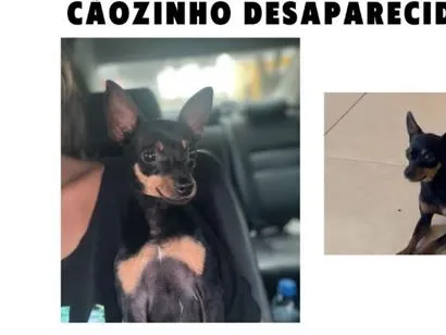 Cachorro raça Pinscher idade 4 anos nome Groselha