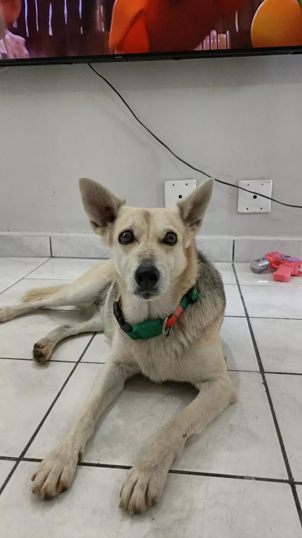 Cachorro raça SRD-ViraLata idade 6 ou mais anos nome Nina