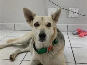 Cachorro raça SRD-ViraLata idade 6 ou mais anos nome Nina