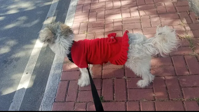 Cachorro raça SRD-ViraLata idade 1 ano nome Belinha 
