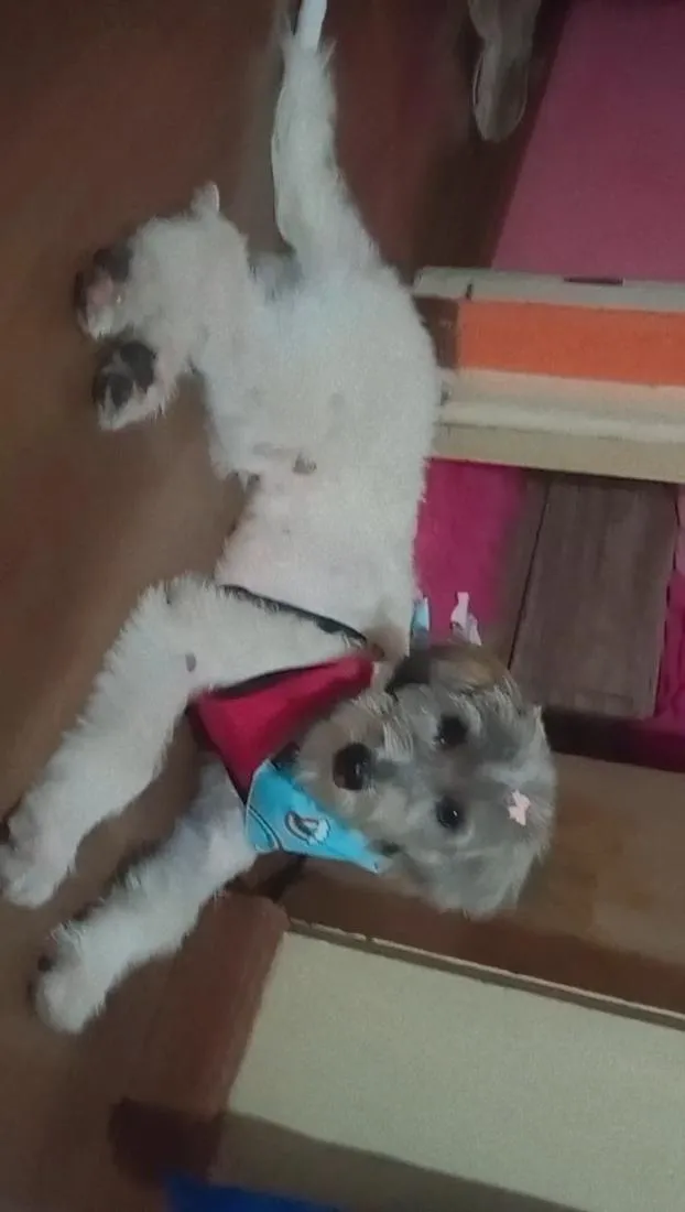 Cachorro raça SRD-ViraLata idade 1 ano nome Belinha 