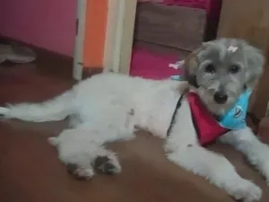 Cachorro raça SRD-ViraLata idade 1 ano nome Belinha 