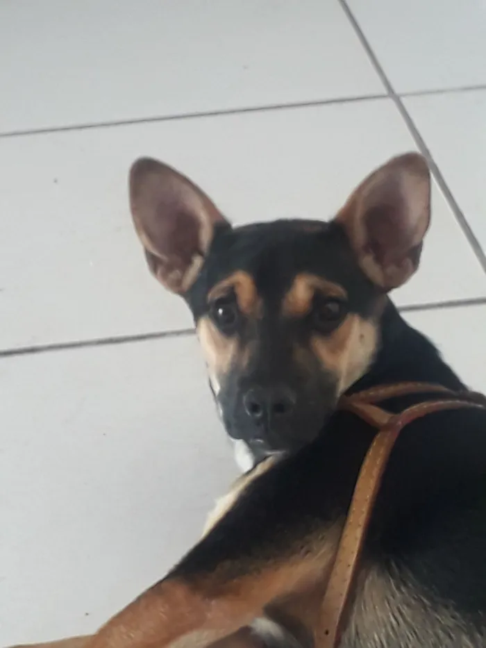 Cachorro raça SRD-ViraLata idade 2 anos nome Hulk