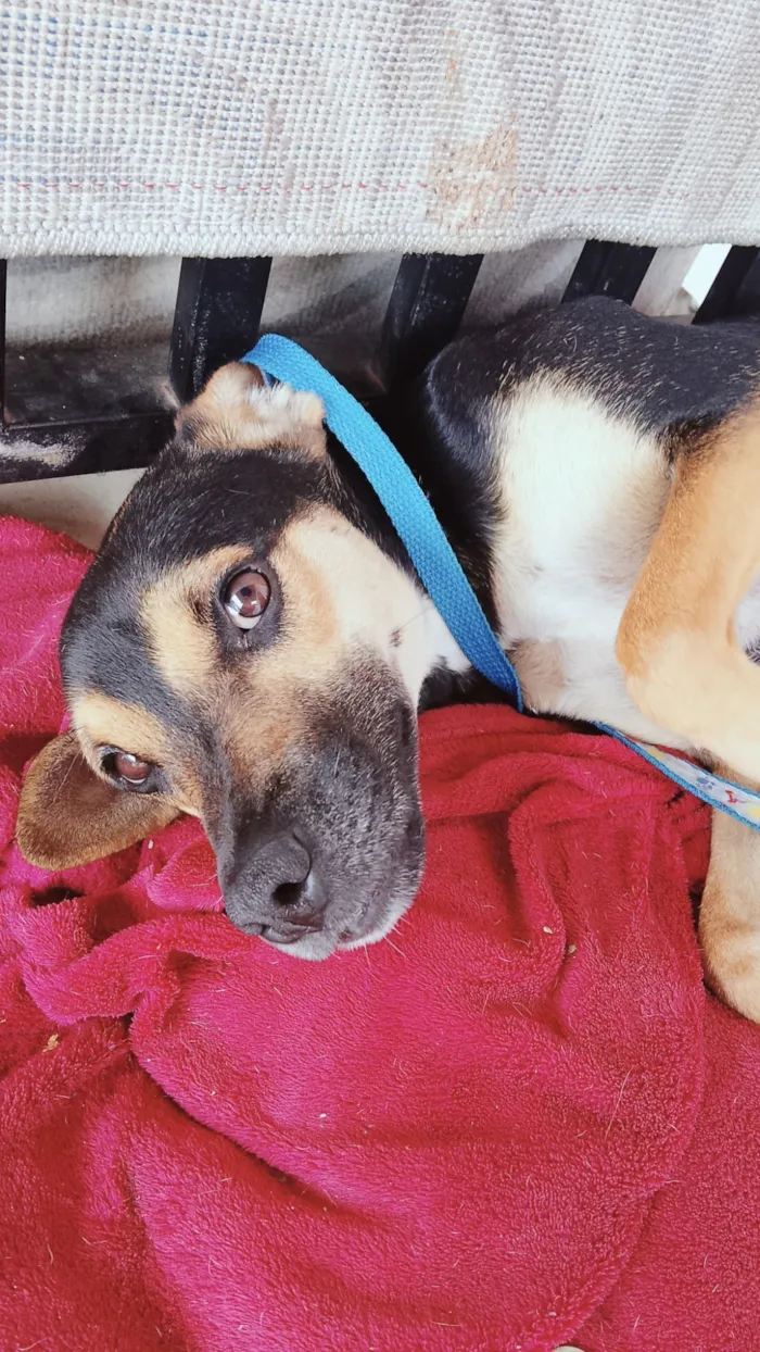 Cachorro raça SRD-ViraLata idade 2 anos nome Hulk