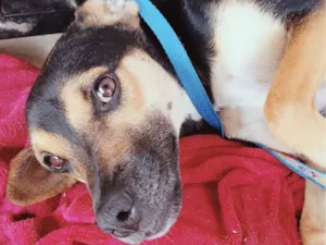 Cachorro raça SRD-ViraLata idade 2 anos nome Hulk