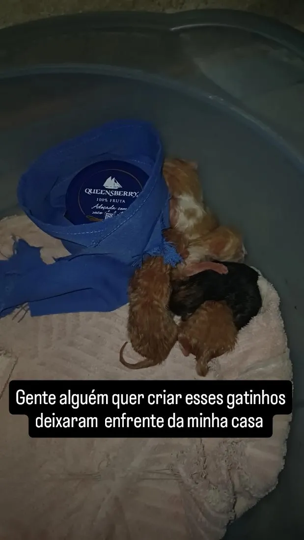 Gato raça SRD-ViraLata idade Abaixo de 2 meses nome filhote