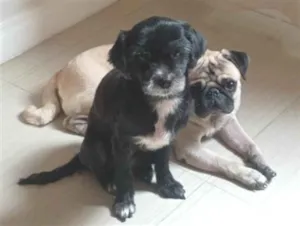 Cachorro raça SRD-ViraLata idade 3 anos nome Belinha e Bob