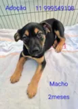 Tico 
