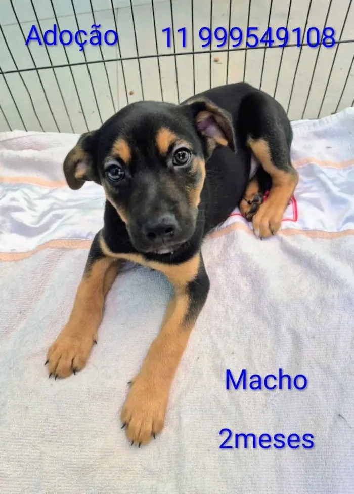 Cachorro raça SRD-ViraLata idade 2 a 6 meses nome Tico 