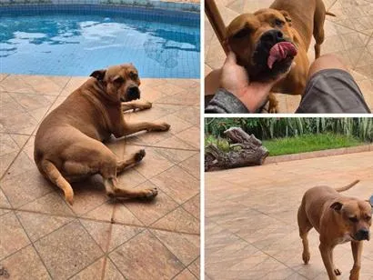 Cachorro raça Pit-Bull idade 6 ou mais anos nome Lara