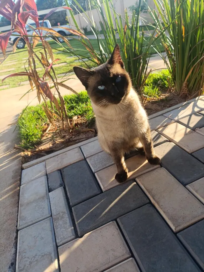 Gato raça Siamês idade 6 ou mais anos nome Biscoito/ Mimi