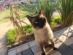 Gato raça Siamês idade 6 ou mais anos nome Biscoito/ Mimi