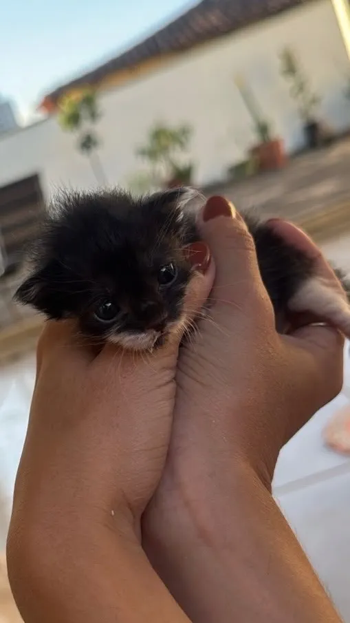 Gato raça SRD-ViraLata idade Abaixo de 2 meses nome Mia (mas podem mudar) 