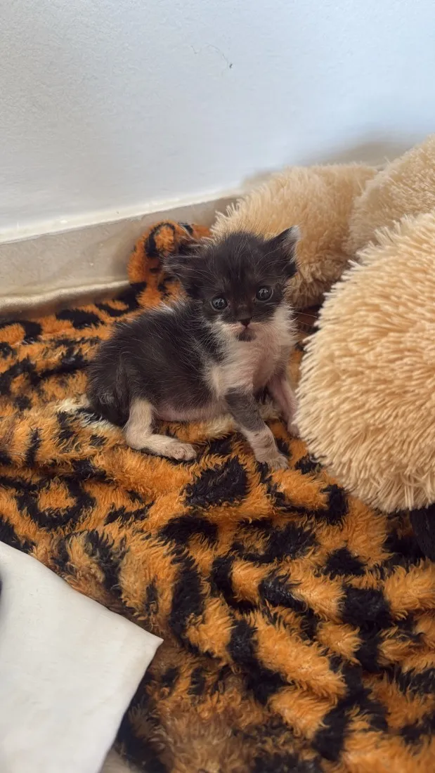Gato raça SRD-ViraLata idade Abaixo de 2 meses nome Mia (mas podem mudar) 