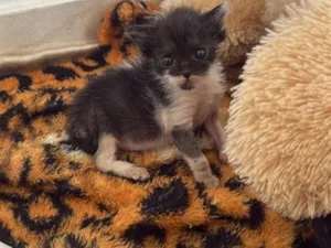 Gato raça SRD-ViraLata idade Abaixo de 2 meses nome Mia (mas podem mudar) 