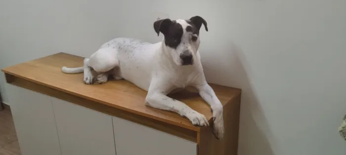 Cachorro raça SRD-ViraLata idade 1 ano nome Bruce 