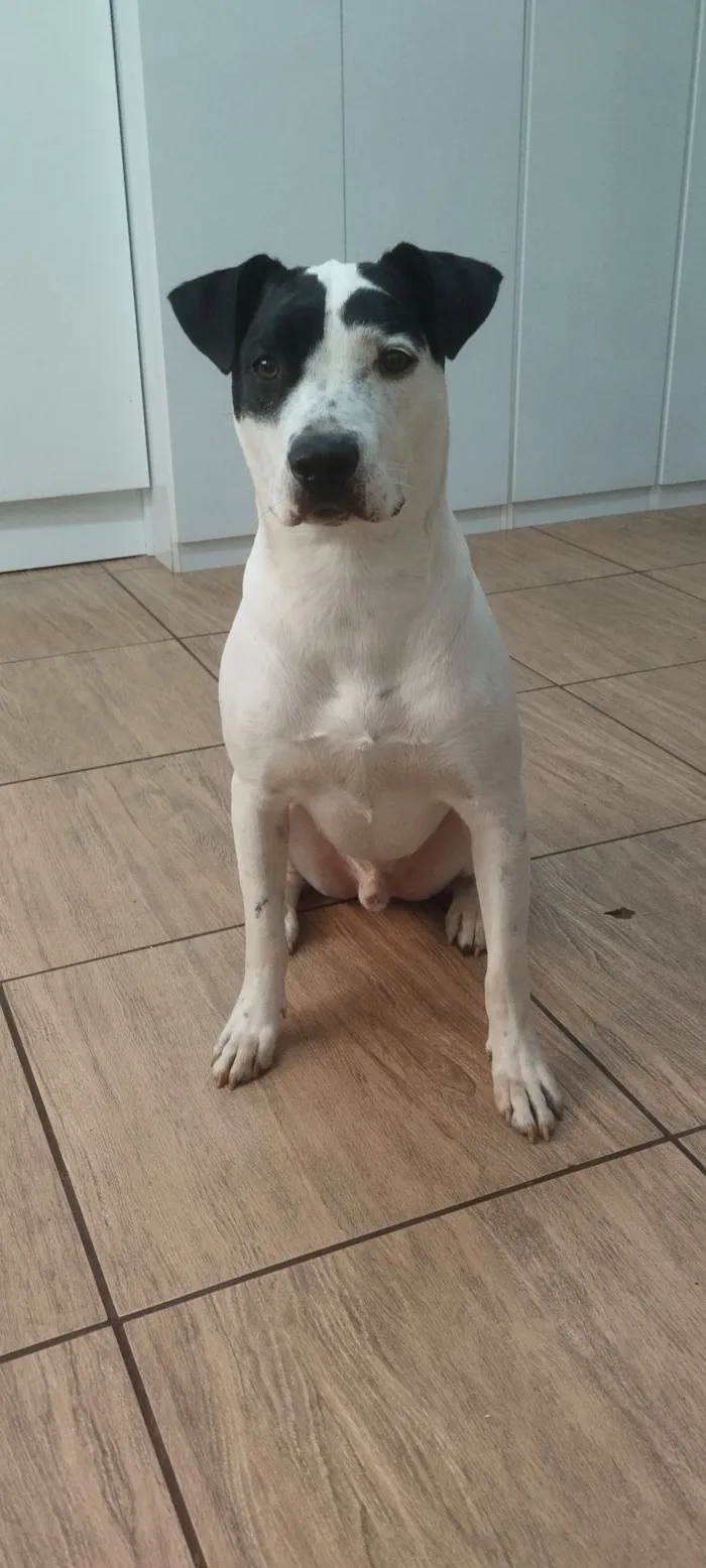 Cachorro raça SRD-ViraLata idade 1 ano nome Bruce 