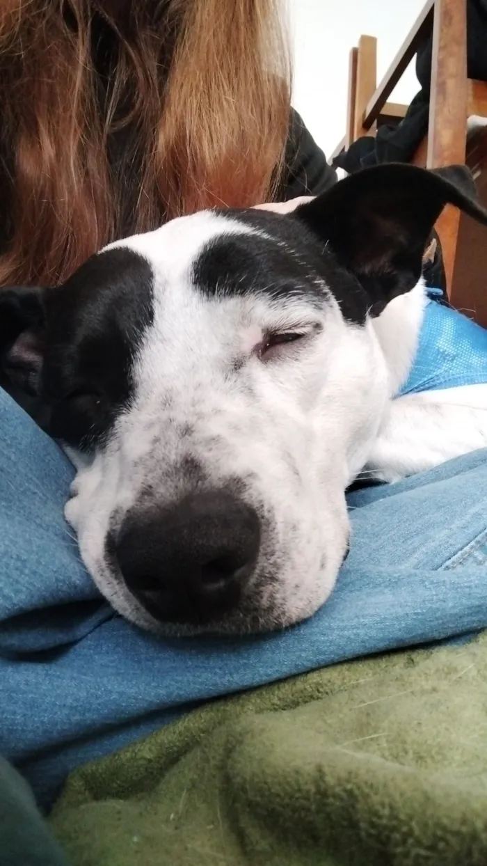 Cachorro raça SRD-ViraLata idade 1 ano nome Bruce 