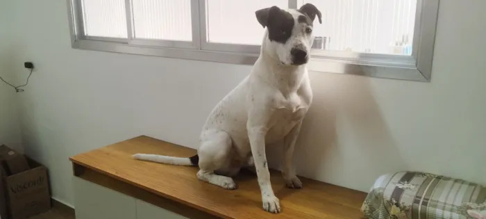 Cachorro raça SRD-ViraLata idade 1 ano nome Bruce 
