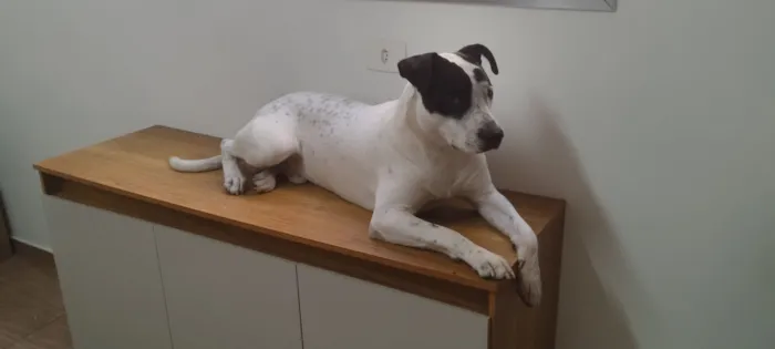 Cachorro raça SRD-ViraLata idade 1 ano nome Bruce 