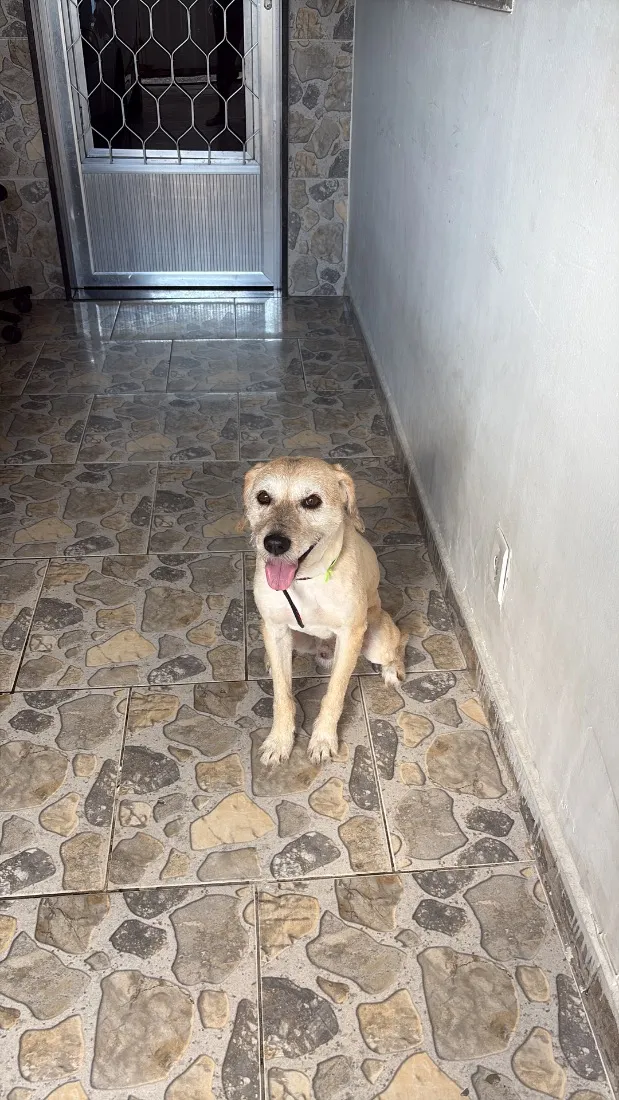 Cachorro raça SRD-ViraLata idade 6 ou mais anos nome Pingo