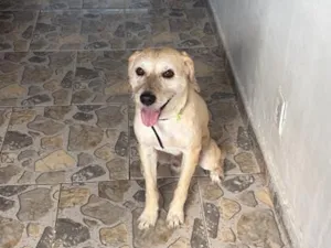 Cachorro raça SRD-ViraLata idade 6 ou mais anos nome Pingo