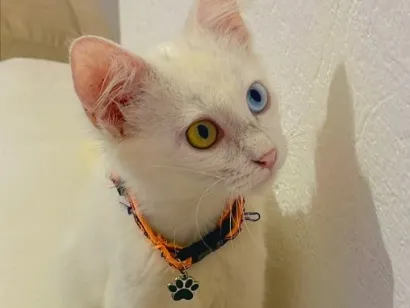 Gato raça Angorá idade 2 a 6 meses nome Mingau