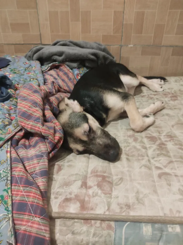 Cachorro raça SRD-ViraLata idade 2 a 6 meses nome Pitoco