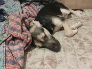 Cachorro raça SRD-ViraLata idade 2 a 6 meses nome Pitoco
