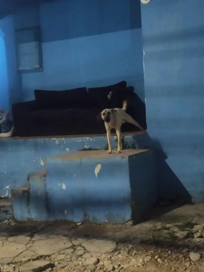Cachorro raça SRD-ViraLata idade 1 ano nome raul
