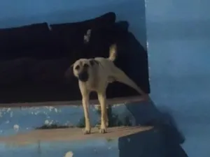 Cachorro raça SRD-ViraLata idade 1 ano nome raul
