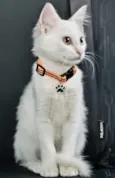 Mingau