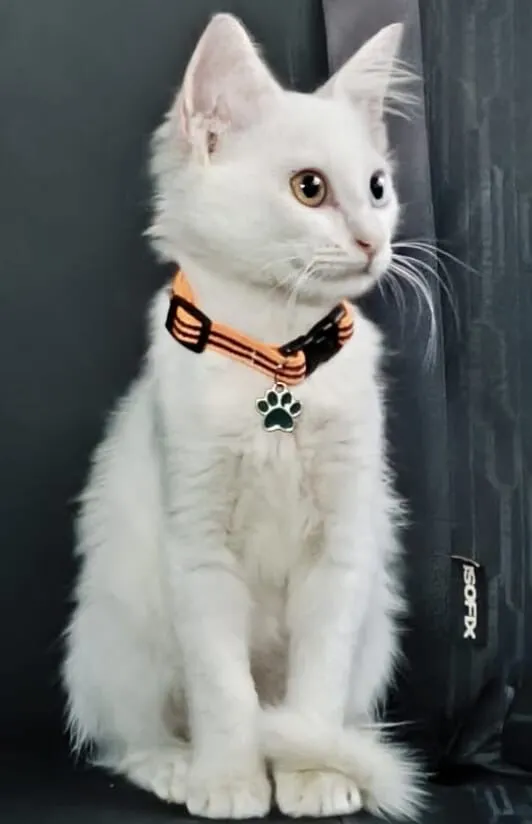 Gato raça Angorá idade 2 a 6 meses nome Mingau