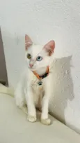 Mingau