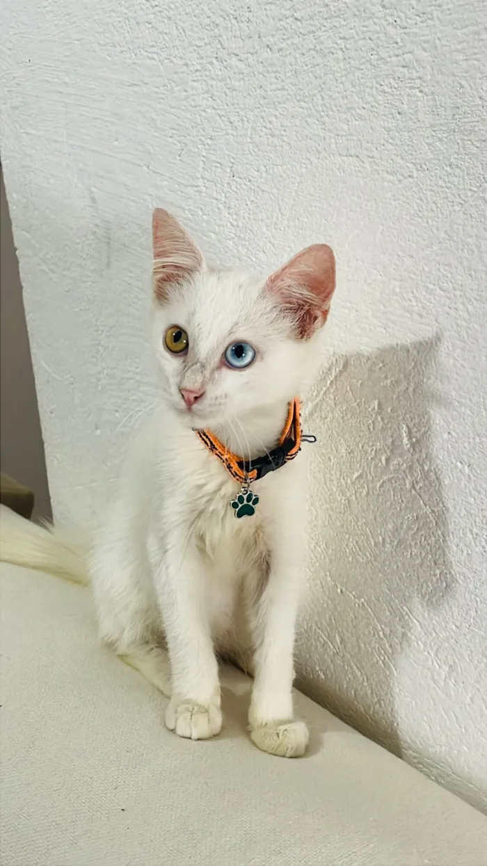 Gato raça Angorá idade 2 a 6 meses nome Mingau