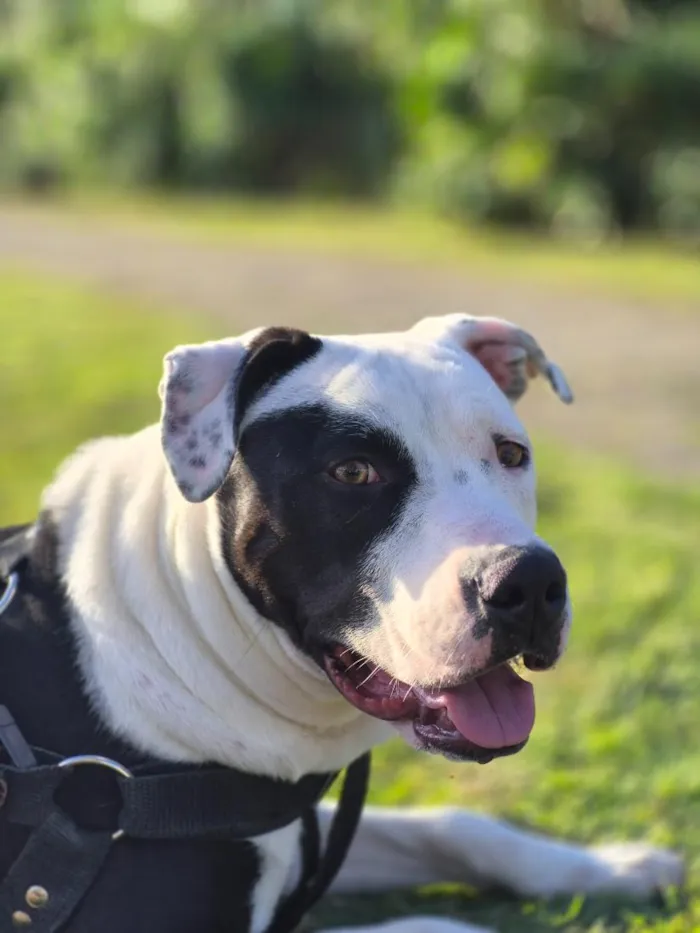 Cachorro raça SRD-ViraLata idade 7 a 11 meses nome Kiara