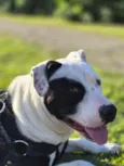 Kiara