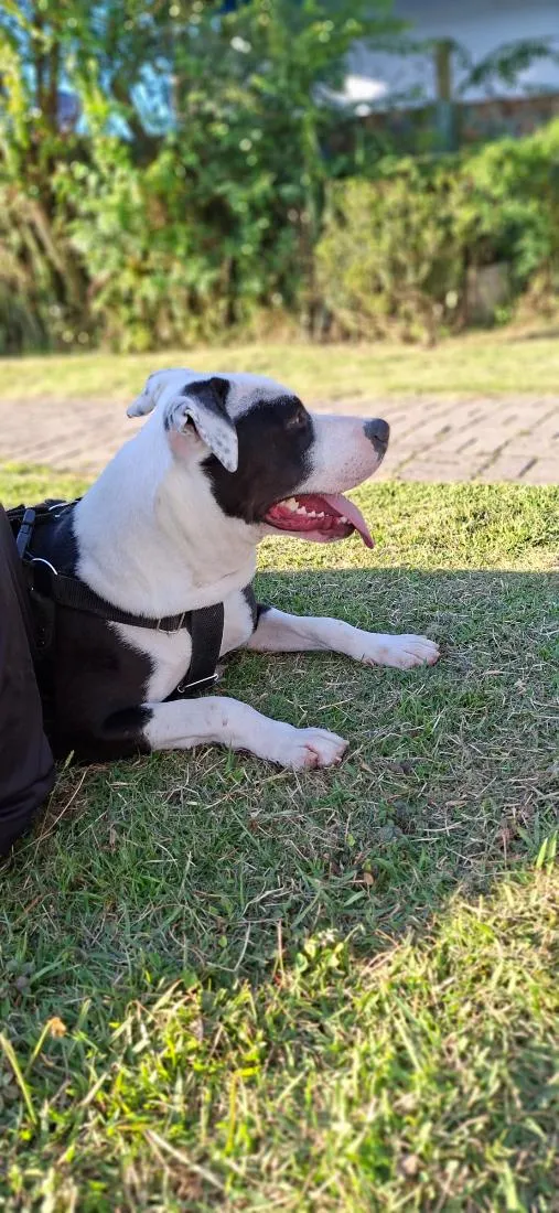 Cachorro raça SRD-ViraLata idade 7 a 11 meses nome Kiara