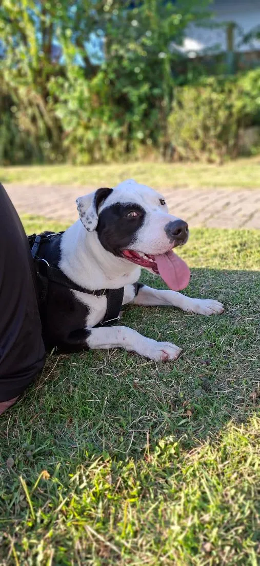 Cachorro raça SRD-ViraLata idade 7 a 11 meses nome Kiara