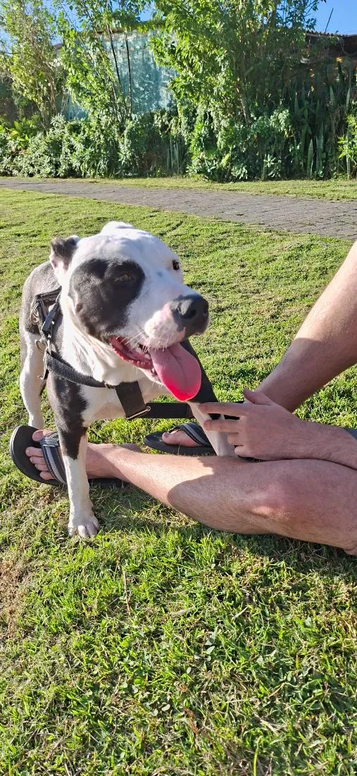 Cachorro raça SRD-ViraLata idade 7 a 11 meses nome Kiara