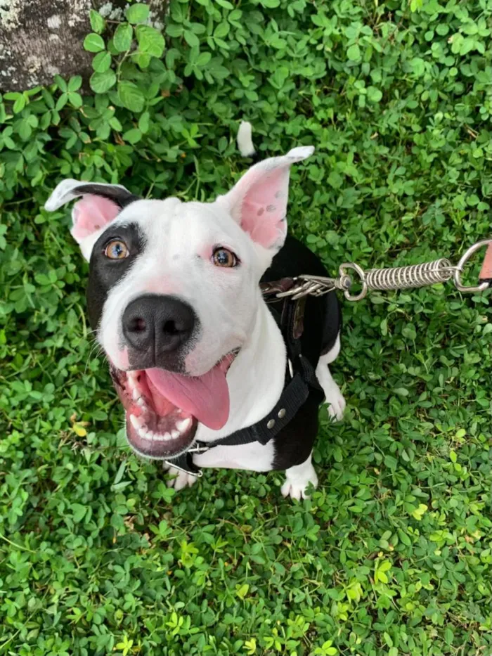 Cachorro raça SRD-ViraLata idade 7 a 11 meses nome Kiara