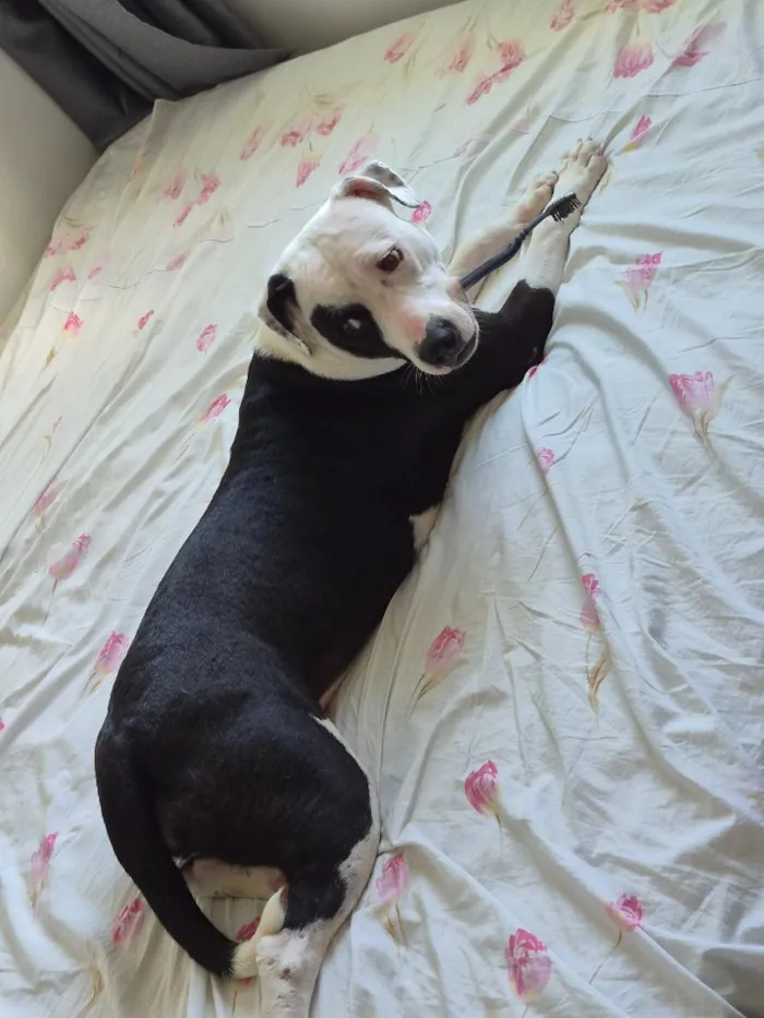 Cachorro raça SRD-ViraLata idade 7 a 11 meses nome Kiara