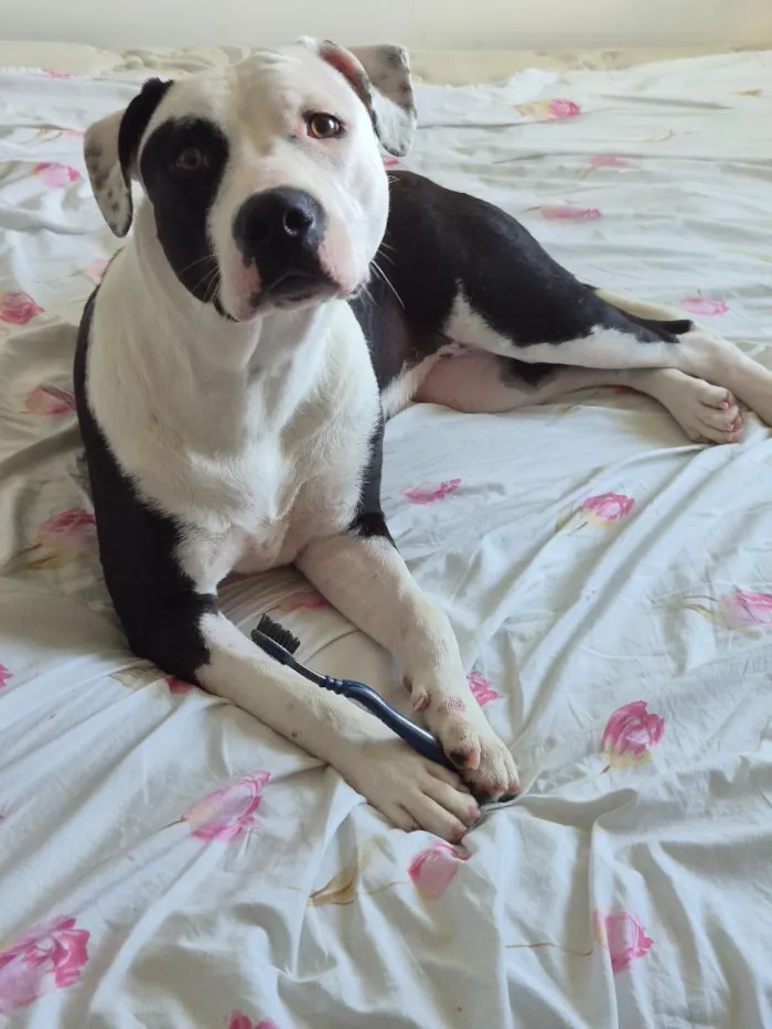Cachorro raça SRD-ViraLata idade 7 a 11 meses nome Kiara