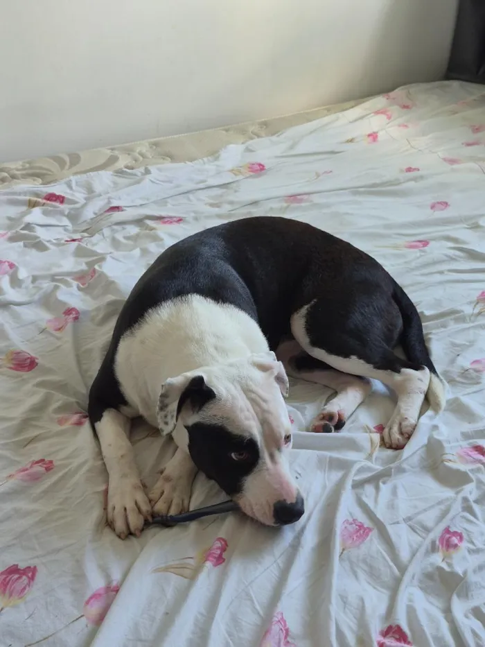 Cachorro raça SRD-ViraLata idade 7 a 11 meses nome Kiara