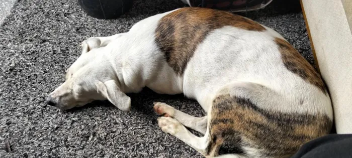 Cachorro raça SRD-ViraLata idade 7 a 11 meses nome branquinha